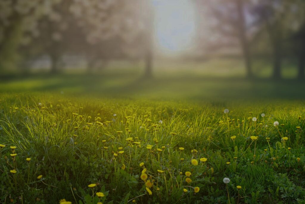 Dandelion infestation in a lawn, highlighting the need for effective dandelion control.