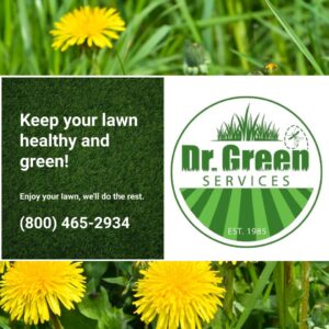 Dandelions scattered across a lawn, showing the need for professional weed control to maintain a healthy and green lawn. 