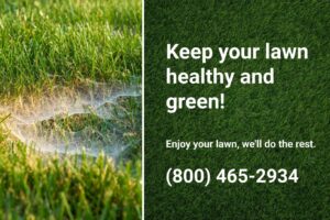 Dollar spot fungus causing patches of dead grass in a lawn, emphasizing the need for effective lawn fungus control.