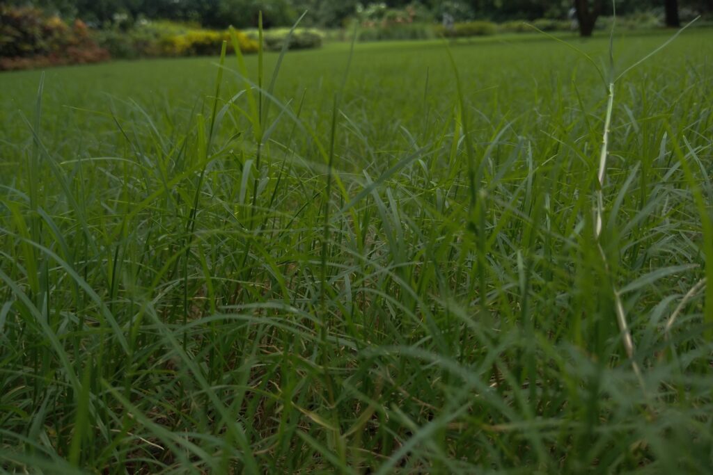 Nutsedge in a lawn, highlighting the need for professional nutsedge control from Dr. Green Services.