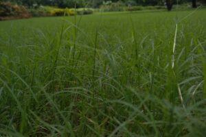 Nutsedge in a lawn, highlighting the need for professional nutsedge control from Dr. Green Services.