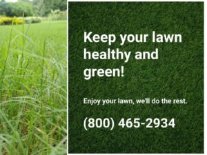 Nutsedge in a lawn, highlighting the need for professional nutsedge control from Dr. Green Services. 