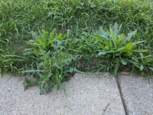 Thistle in the lawn, emphasizing the need for effective weed control and lawn care.