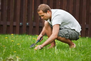 Man digging out dandelions by hand, showing the need for proper dandelion control to prevent regrowth.
