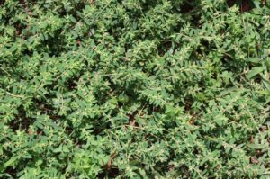 Patch of spotted spurge overtaking a lawn, highlighting the need for professional lawn care from Dr. Green Services.
