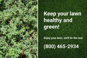 Spotted spurge spreading in a lawn, demonstrating the need for expert weed control to maintain a healthy, green yard. 
