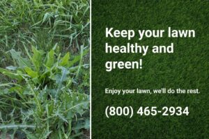 Thistle growing in a lawn, highlighting the need for professional weed control to maintain a healthy and green lawn. 