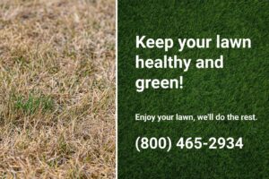 Lawn showing signs of insect damage, emphasizing the importance of expert care from Dr. Green Services to maintain a healthy and green lawn. 
