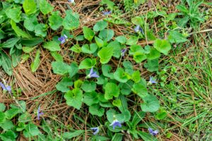 Heart-shaped leaves and purple flowers of wild violets in a lawn.
