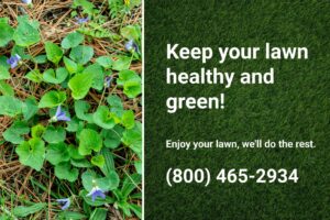 Wild violets growing in a lawn, showcasing the need for professional lawn care to maintain a healthy, green yard. 
