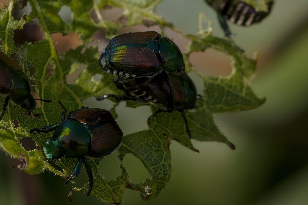 Japanese beetles feeding on leaves, causing damage, with the need for Dr. Green Services tree and shrub care.