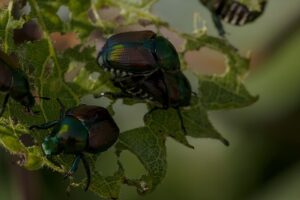 Japanese beetles feeding on leaves, causing damage, with the need for Dr. Green Services tree and shrub care.