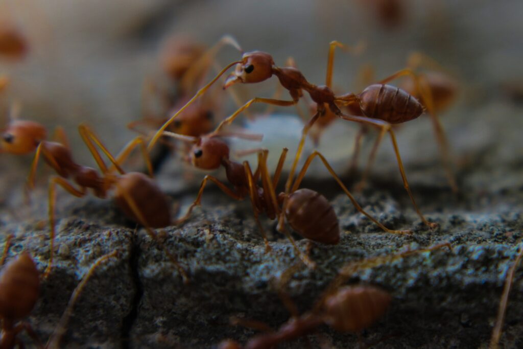 Fire ants invading a lawn, highlighting the need for Dr. Green Services' fire ant control.