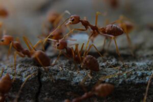 Fire ants invading a lawn, highlighting the need for Dr. Green Services' fire ant control.
