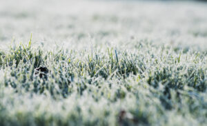 Frost covering a lawn, with winter lawn care services by Dr. Green Services. 