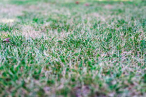 Brown grass due to heat stress, highlighting the need for Dr. Green Services' best lawn care plan. 