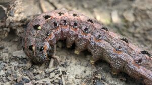 Armyworm infestation in a lawn, showing their distinctive stripes and damage to grass. 