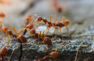 Fire ants invading a lawn, highlighting the need for Dr. Green Services' fire ant control.