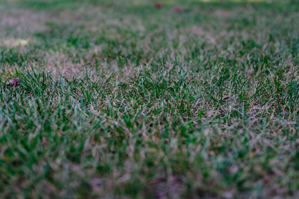 Brown grass due to heat stress, highlighting the need for Dr. Green Services' best lawn care plan.