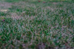 Brown grass due to heat stress, highlighting the need for Dr. Green Services' best lawn care plan.