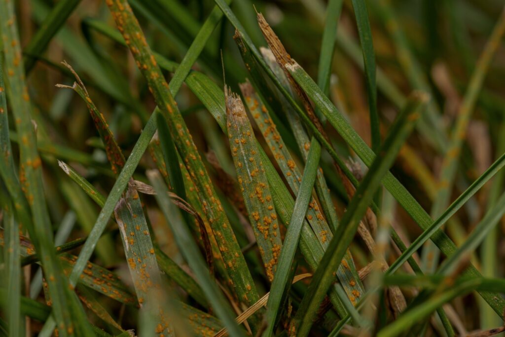 Rust fungus on a lawn showing orange powder, indicating the need for Dr. Green Services lawn care.