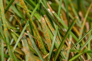 Rust fungus on a lawn showing orange powder, indicating the need for Dr. Green Services lawn care. 
