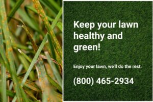 Rust fungus on a lawn showing orange powder, indicating the need for Dr. Green Services lawn care. 