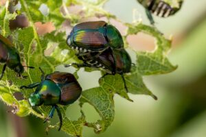 Japanese beetles feeding on leaves, causing damage, with the need for Dr. Green Services tree and shrub care. 