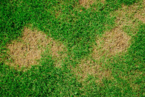 Cutworm damage in a lawn, showing irregular patches of dead or dying grass with jagged stubs where the grass has been cut at the base. 