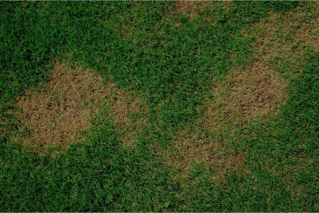 Irregularly shaped brown patches in a lawn, a key sign of Sod Webworm infestation. Dr. Green Services offers professional insect control.