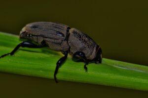 Hunting Billbug (Sphenophorus venatus vestitus) feeding from a plant stem, highlighting the need for Dr. Green Services' free turf-damaging insect control.