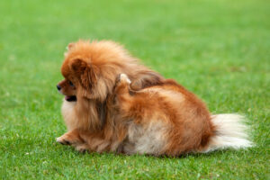 Dog scratching due to fleas in the lawn, highlighting the need for flea control. 
