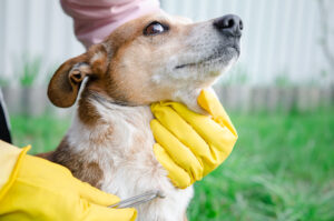 Close-up of human hands using silver tweezers to remove an adult dog tick, emphasizing the need for tick removal and pest control. 