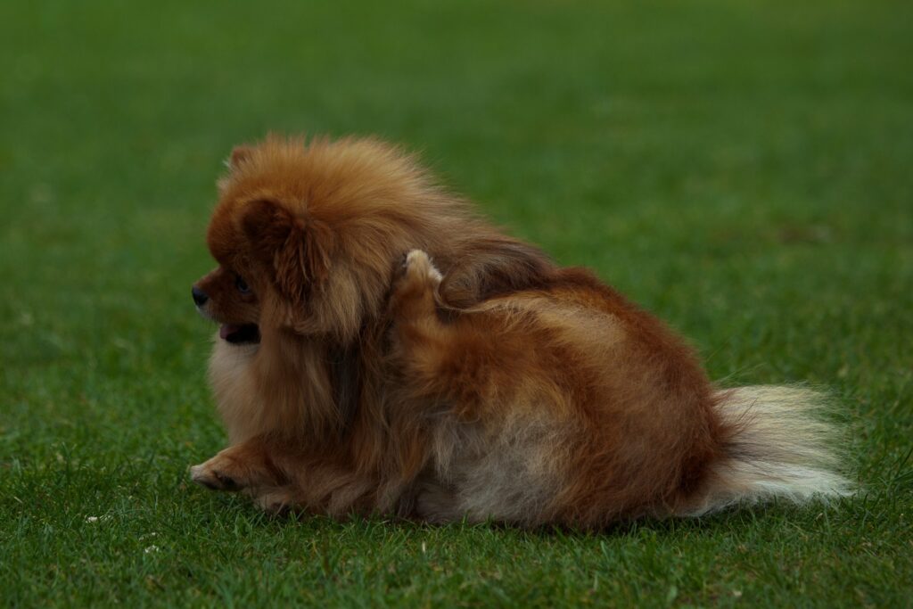 Dog scratching due to fleas in the lawn, highlighting the need for flea control.