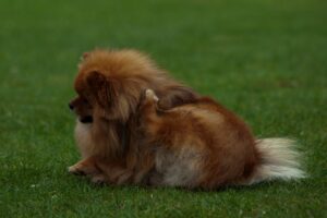 Dog scratching due to fleas in the lawn, highlighting the need for flea control.