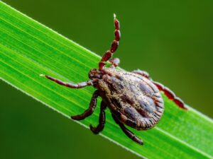 Encephalitis tick crawling on grass, highlighting the risk of Lyme disease, Encephalitis, and other tick-borne viruses, with a need for exterior pest control. 