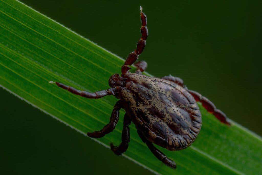 Encephalitis tick crawling on grass, highlighting the risk of Lyme disease, Encephalitis, and other tick-borne viruses, with a need for exterior pest control.