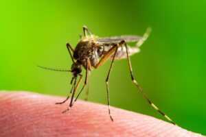 Close-up of a mosquito biting human skin, a common way West Nile Virus is transmitted. 