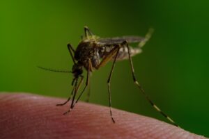 Close-up of a mosquito biting human skin, a common way West Nile Virus is transmitted.