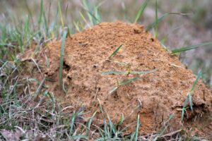 Fire ant hill in a Texas lawn during the fire ant quarantine 