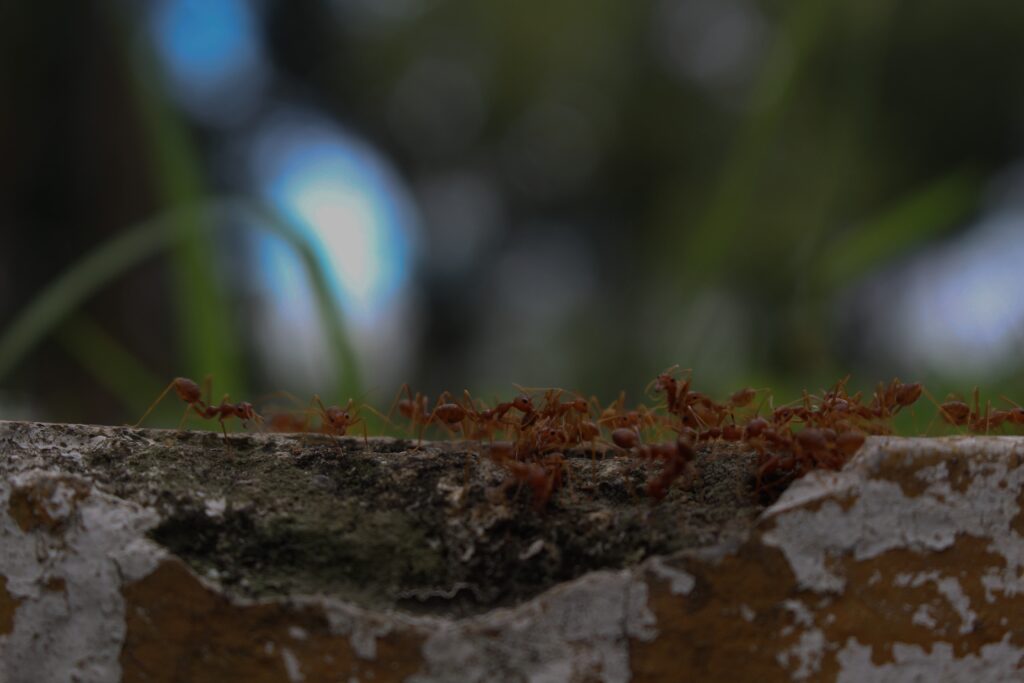 Swarm of fire ants foraging for food during the fire ant quarantine in Texas