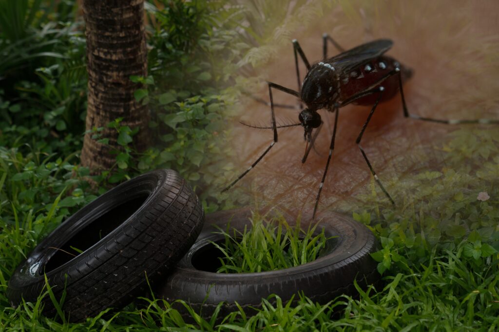 A close-up of a mosquito near a pile of old tires, which collect standing water and serve as prime breeding sites for mosquitoes that spread diseases like Dengue fever and encephalitis. This image highlights the importance of eliminating backyard mosquito habitats as part of an effective mosquito control plan.

