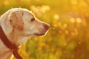 Dog surrounded by mosquitoes illustrating mosquito and heartworm danger