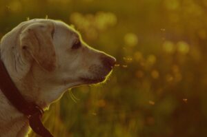 Dog surrounded by mosquitoes illustrating mosquito and heartworm danger