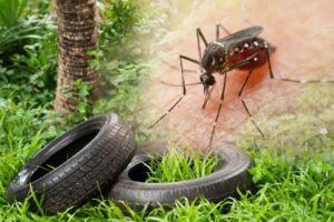 A mosquito resting or flying near a pile of old, discarded tires (a common mosquito breeding site due to trapped standing water).