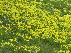 Oxalis plant in full bloom with bright yellow flowers growing in a lawn 