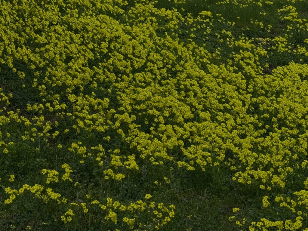 This image shows Oxalis, also known as yellow woodsorrel, during peak bloom with its signature bright yellow flowers. It commonly appears in lawns across Texas, Illinois, and Northwest Indiana, thriving in thin or stressed turf.

