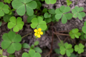 Oxalis weed with heart-shaped green leaves growing in patchy lawn 