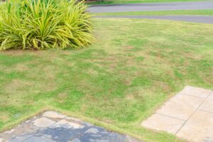 Brown patch fungus damaging a residential lawn