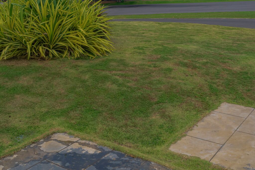 This image shows the early signs of brown patch fungus, including circular brown patches and thinning grass. These symptoms are common in humid conditions and can severely affect lawn health without expert care.